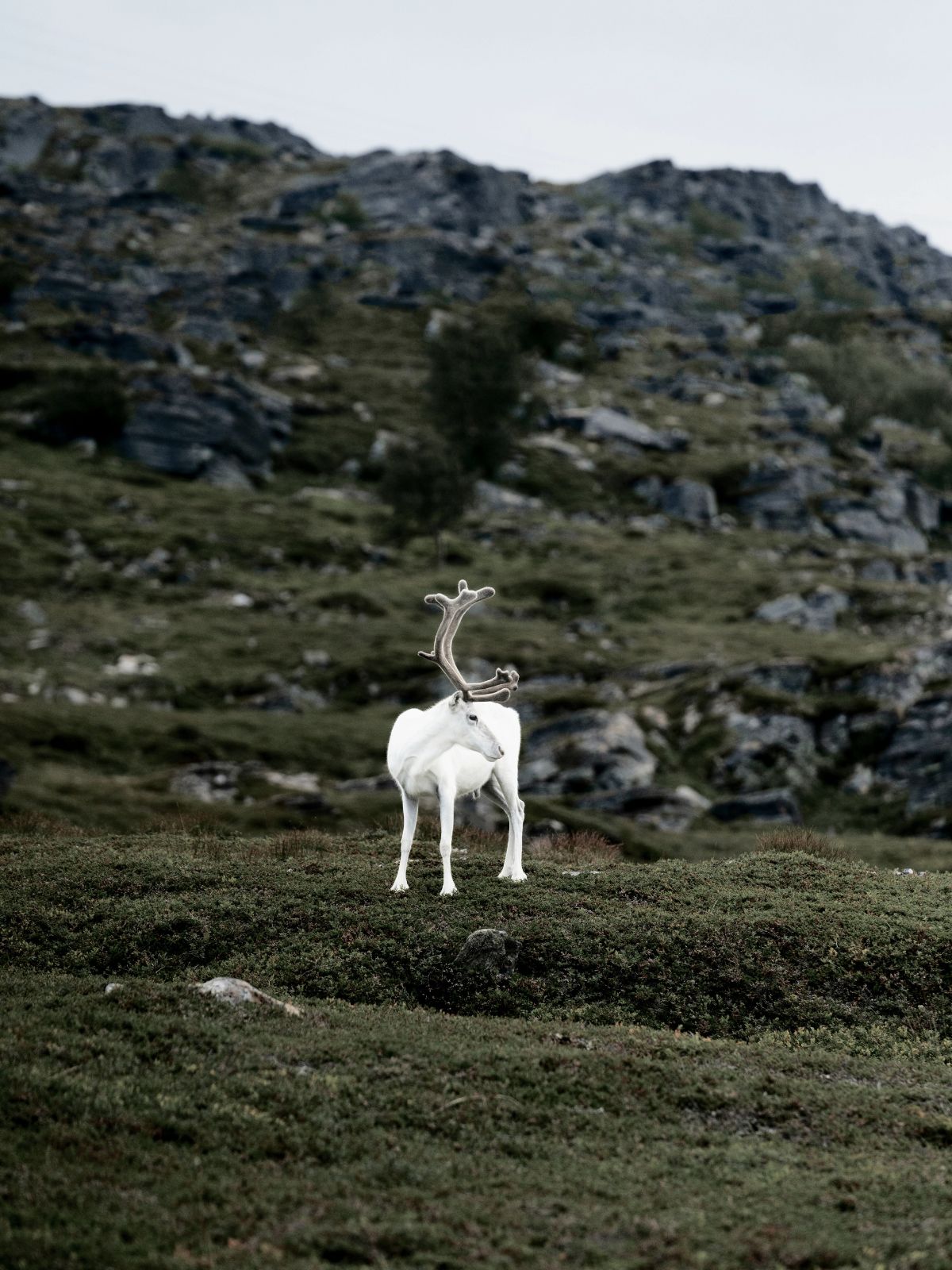 White reindeer, Nordic landscape